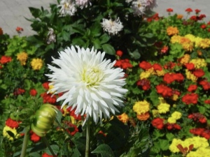 Flowers of Iran