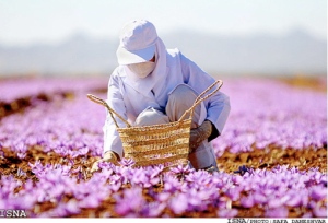 An Iranian woman harvesting Safran in the fields of Khorasan (please click the link above from more beautiful photos).